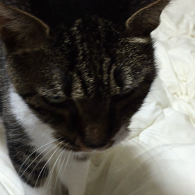 みぃたんが動いた！の画像