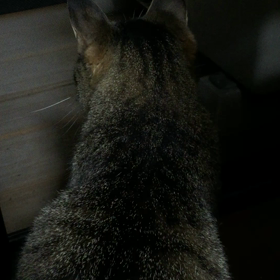 すぅちん 2の画像