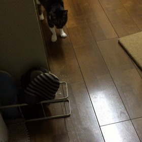 ただいま〜の画像