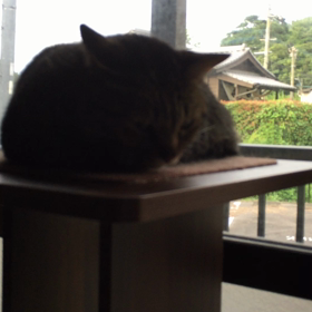 こっちも二度寝の画像