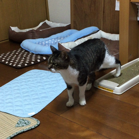 呼んでみたがなの画像