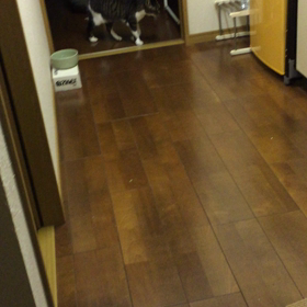 ただいま、みぃたんの画像