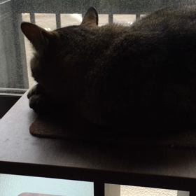 おはよー すぅちんの画像