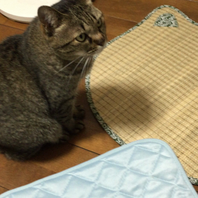 なぜにお座布に座らん？の画像