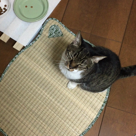 晩ご飯、食べる？の画像
