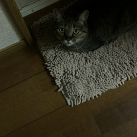 ただいま〜の画像