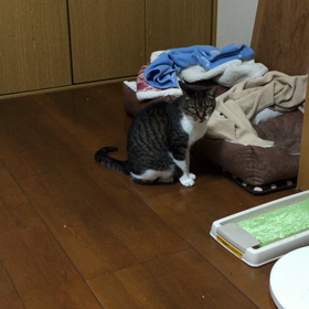 みぃたんは寝ません。の画像
