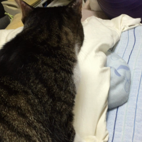 ただいま、みぃたんの画像