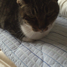 おはよーみぃたんの画像