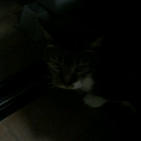 夜〜 食事後の画像