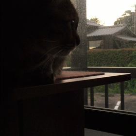 今朝も早起き （映像が暗いが）の画像