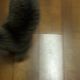 帰ったんやて。の画像