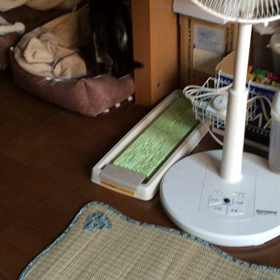 起きる？の画像