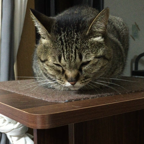 寝ますか。の画像