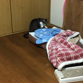 夜〜の画像