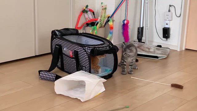 子猫シーズン終了（で、、あってくれ！）の記事動画