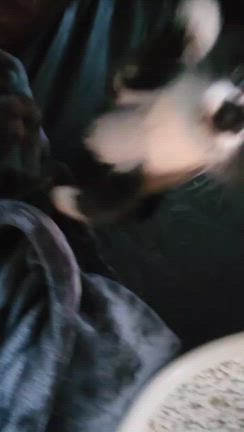 子猫シーズン終了（で、、あってくれ！）の記事動画