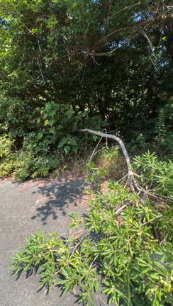５時間の格闘に敗れた私（苦笑）の記事動画
