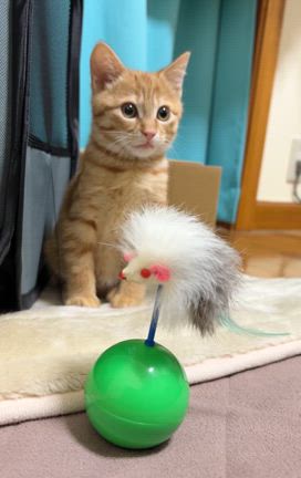 ちっとも終了しなかったねーの記事動画