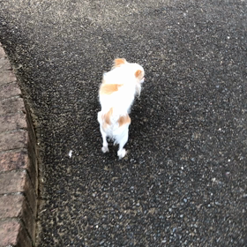 おはようございます...の画像