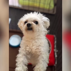 やっぱり、youtubeに文字だらけは...の画像