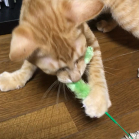 お気に入りの画像