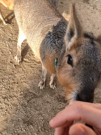 わっしょい！木更津〜マザー牧場でイルミネーションを満喫〜の記事動画