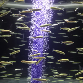 千歳水族館の画像