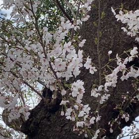 疑問だけど確かめられないこと^^;の画像