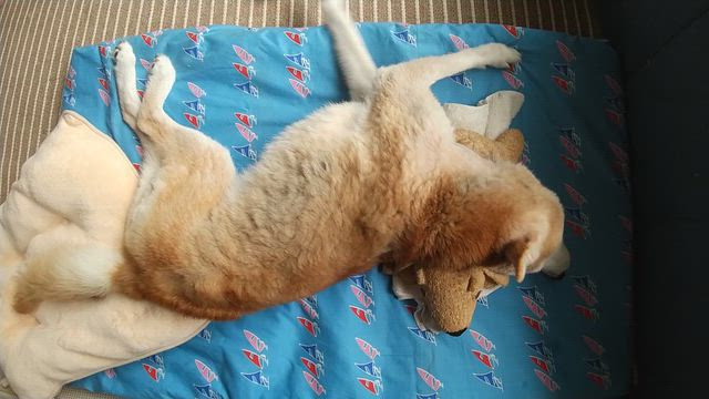 との君♡幸せだったねの記事動画