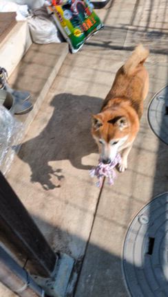犬ブログじゃ無いよ〜指摘された(´°̥̥̥̥̥̥̥̥ω°̥̥̥̥̥̥̥̥｀)の記事動画