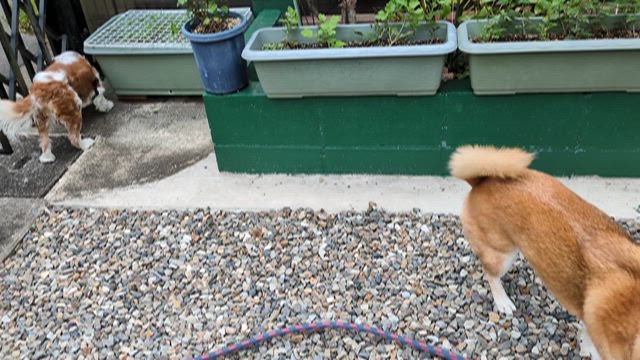 猿よけネットの張り替えの記事動画