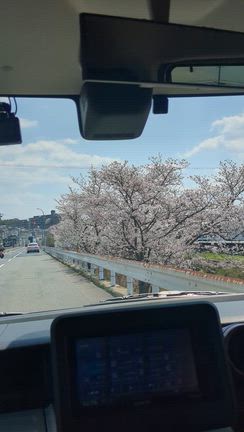 ２度目の桜を楽しむの記事動画