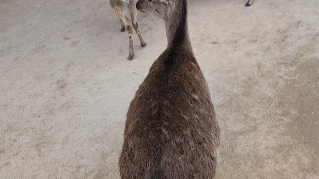 神の島、宮島、厳島神社の記事動画