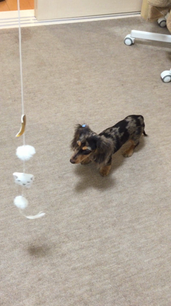 猫じゃらしで遊ぶ犬の記事動画