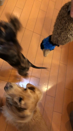 くりすますぷれぜんとだよの記事動画