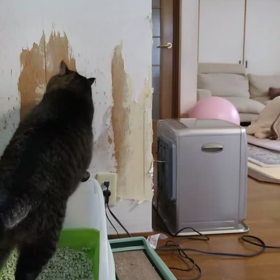壁、この男の作品。の画像