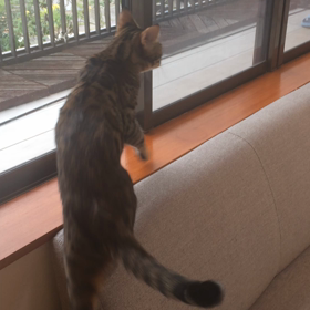 犬になりたかった猫こはくの画像