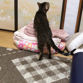 相変わらずのこはく大先生♡の画像