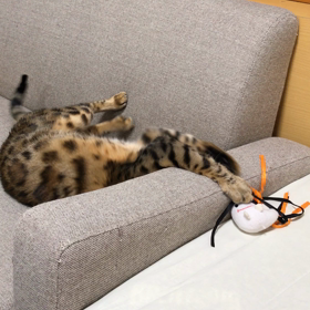 何がしたいのかわからないwの画像