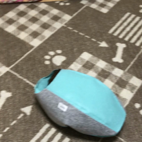 掃除機大好き？こはく大先生の画像