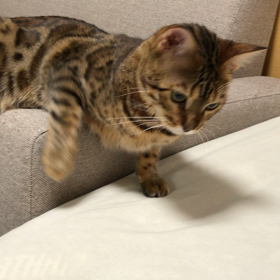不思議な動きをするこはくの首の画像