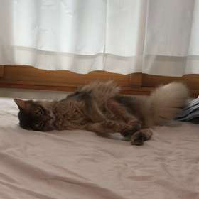 さんごの画像