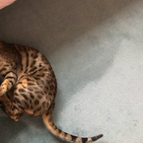 とばっちりの画像