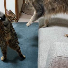 遊びたいさ  んごと、そうでもないこはくの画像