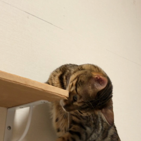こはく大先生の「ん〜？」の画像