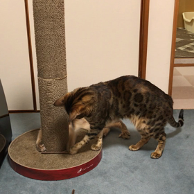 先生を真似るさんご(笑)の画像