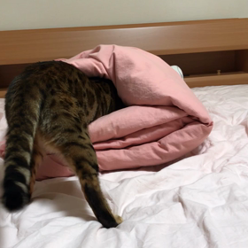 忍者こはく大先生の画像