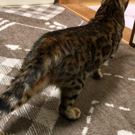 抜き足差し足の画像