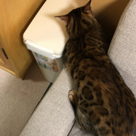 口答えする猫の画像